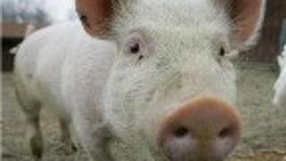 Disgusting Pigs: Update